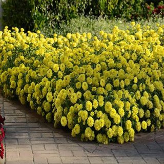 گل رعنا زیبا پاکوتاه پرپر زرد (گلدانی) در باغ