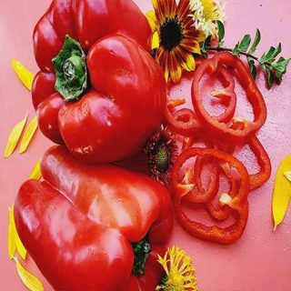 بذر فلفل دلمه ای غول پیکر (ماموت) پس زمینه