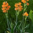 شاخه گل ستاره ای پا کوتاه پرگل نارنجی