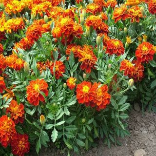 بوته گل جعفری پامتوسط پرگل گل متوسط نارنجی (مینیاتوری)