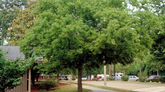 درخت داغداغان