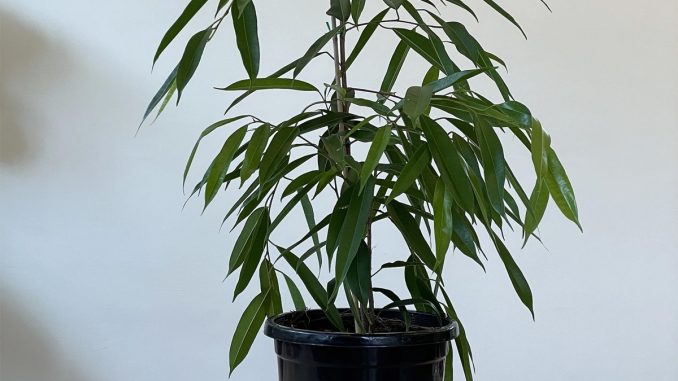 راهنمای کامل نگهداری گیاه بنجامین آمستل