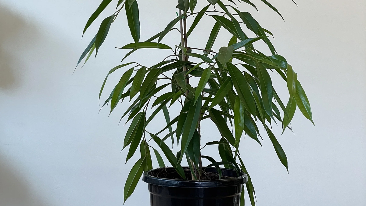 راهنمای کامل نگهداری گیاه بنجامین آمستل