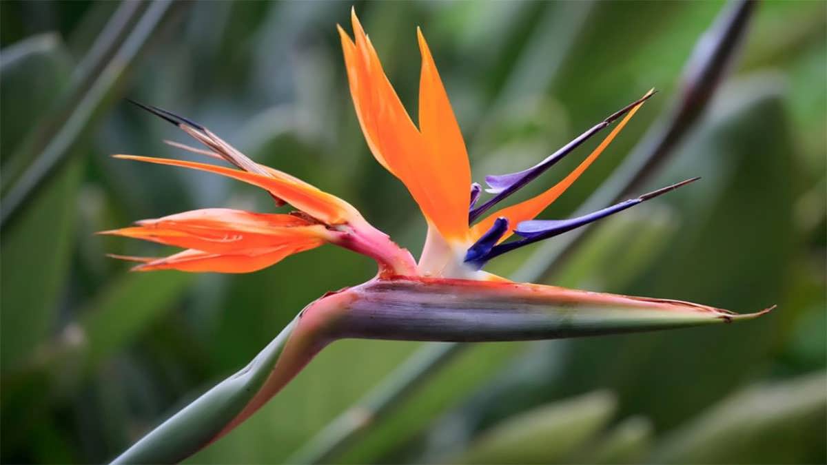 پس زمینه مرغ بهشتی