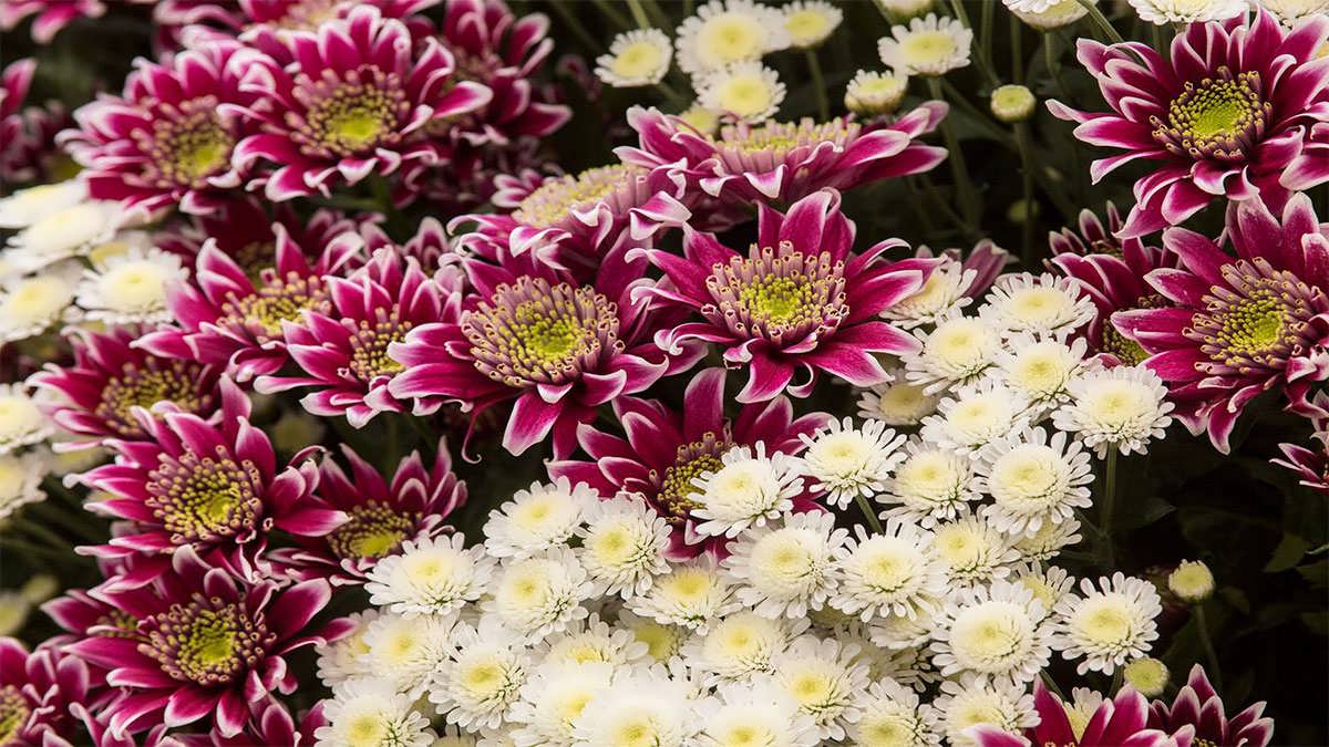 پس زمینه گل داوودی