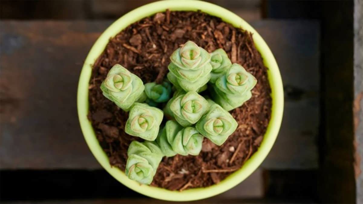 پس زمینه کراسولا