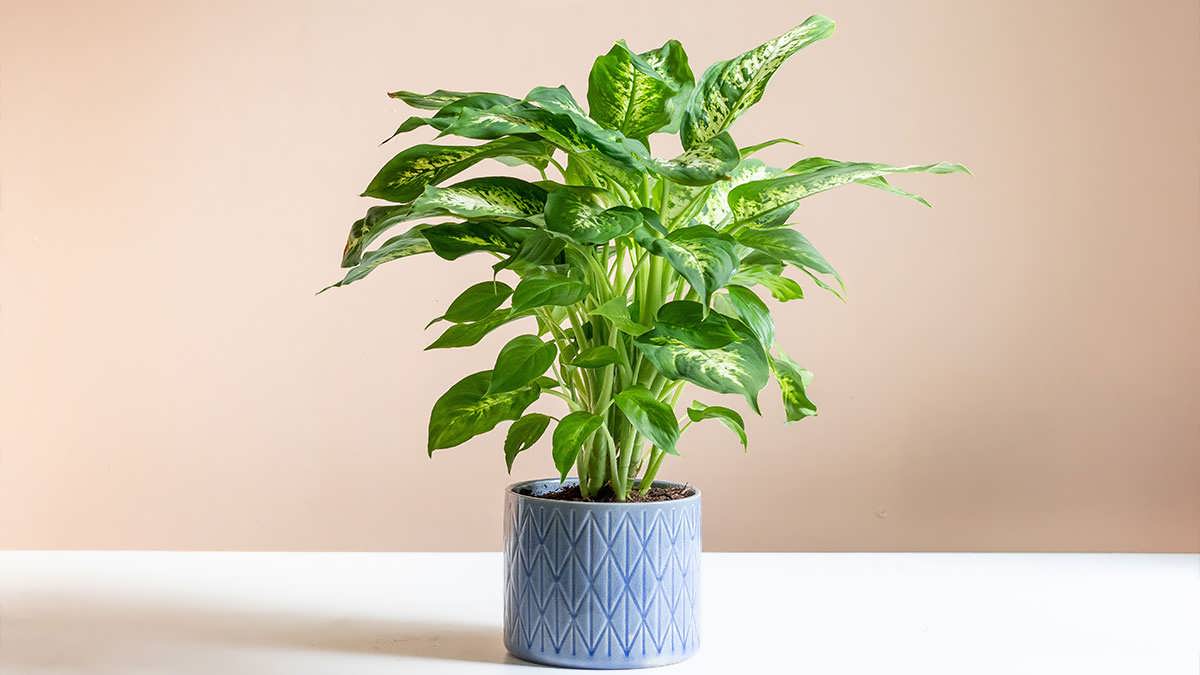 پس زمینه دیفن باخیا