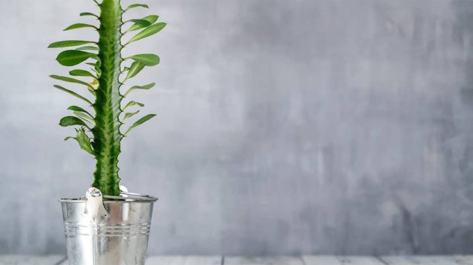 پس زمینه گیاه افوربیا