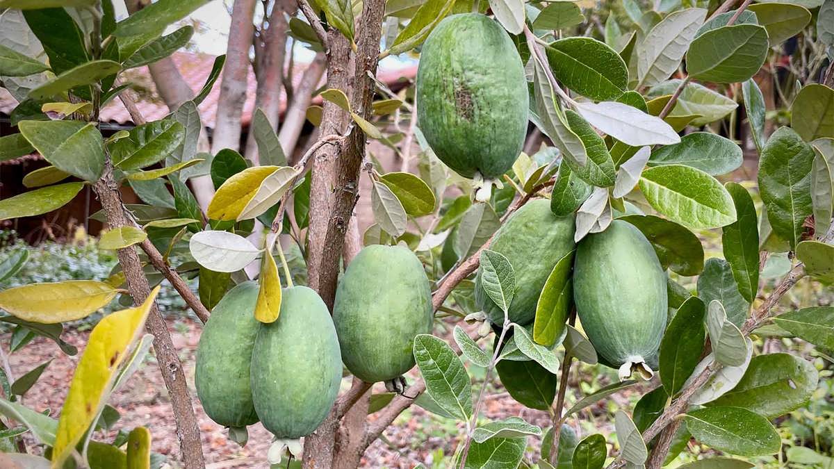 معرفی درخت فوجیا