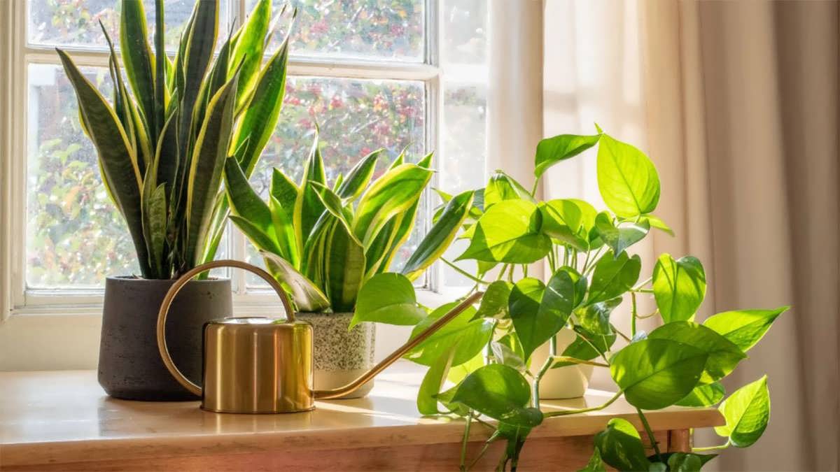 پس زمینه گیاهان آپارتمانی