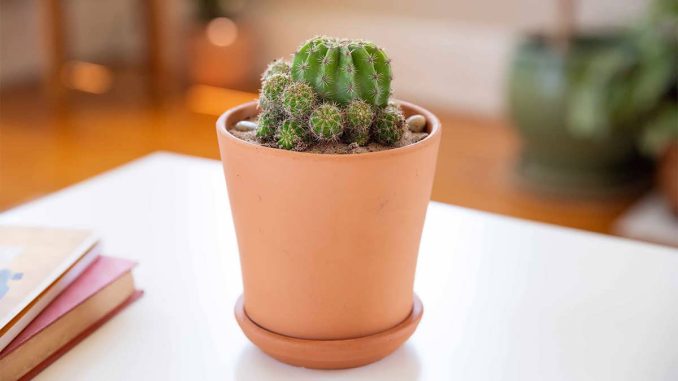 پس زمینه پارودیا