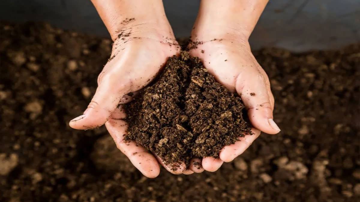 پس زمینه پیت ماس