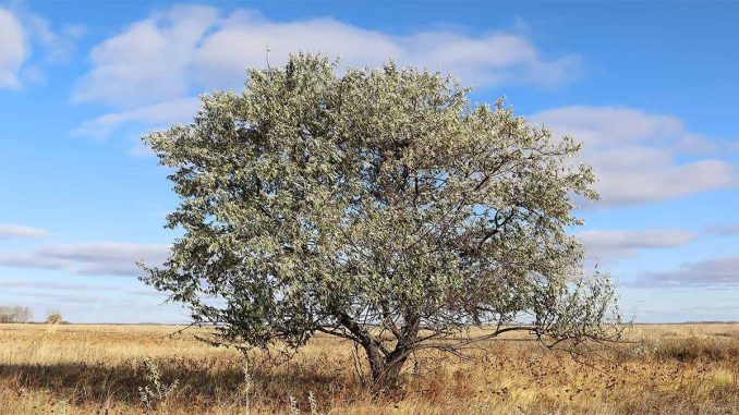 پس زمینه درخت سنجد