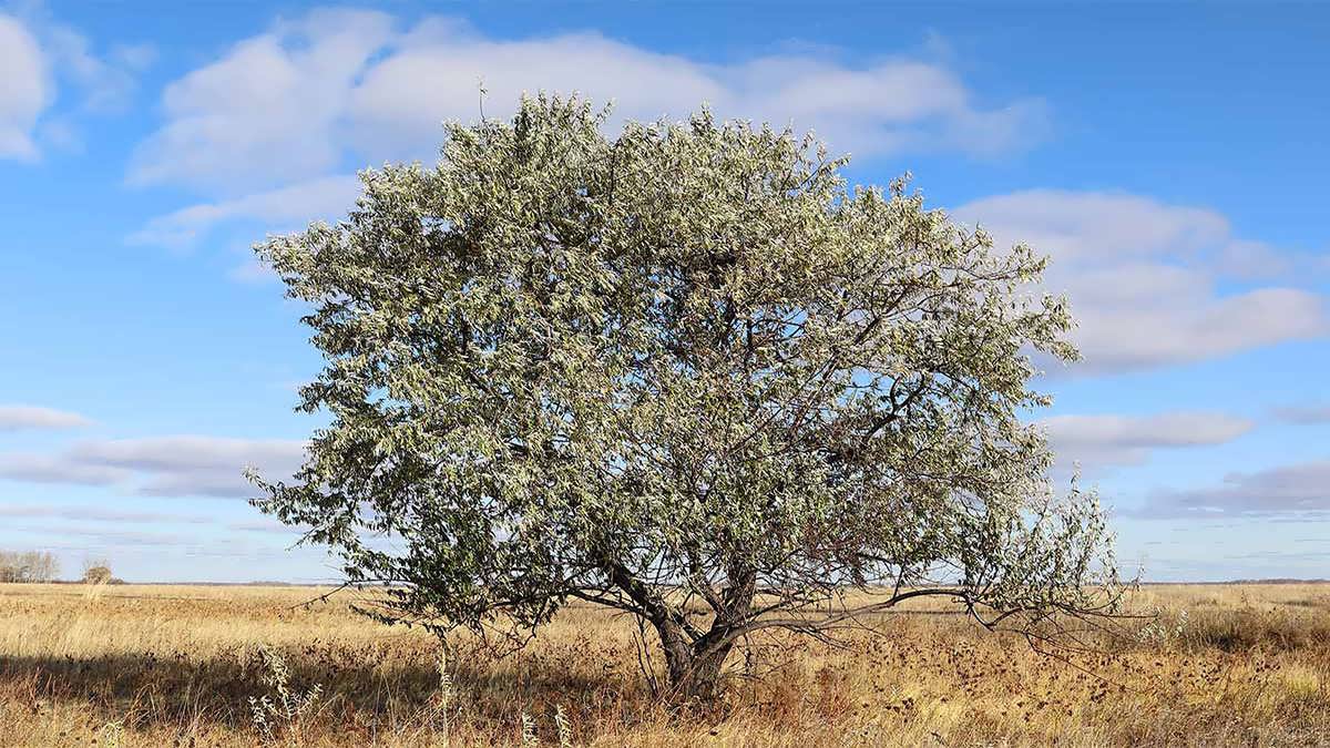 پس زمینه درخت سنجد