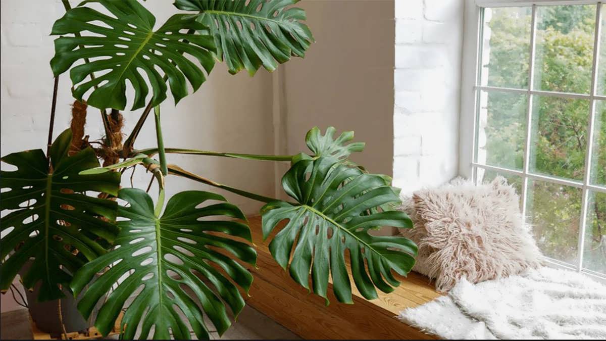 پس زمینه برگ انجیری