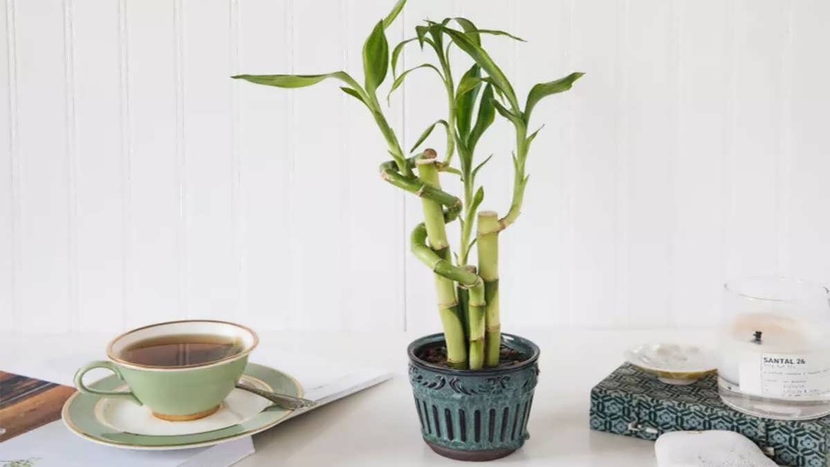 پس زمینه بامبو