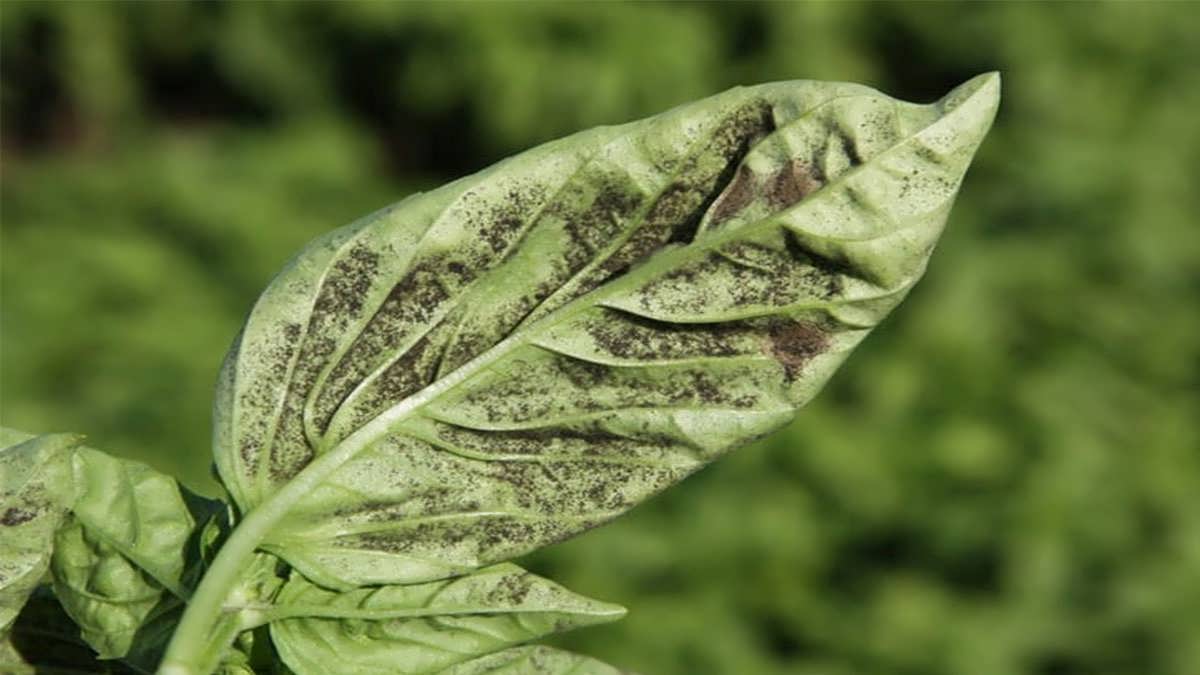 بیماری های ریحان