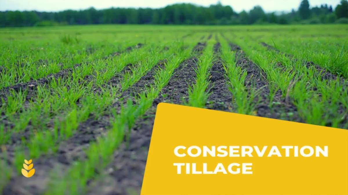 پس زمینه خاک ورزی حفاظتی