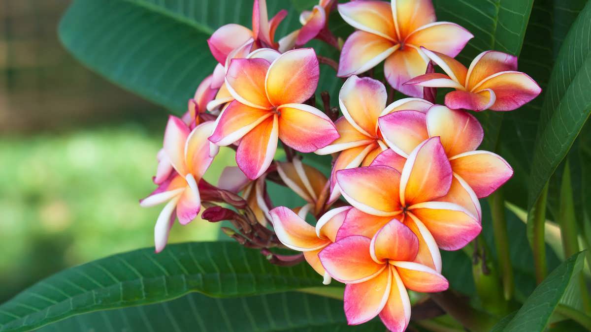 نحوه پرورش پلومریا