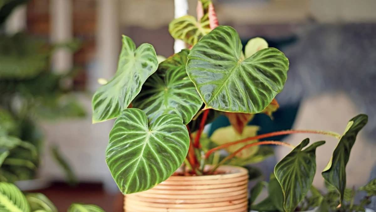 پس زمینه فیلودندرون برگقلبی