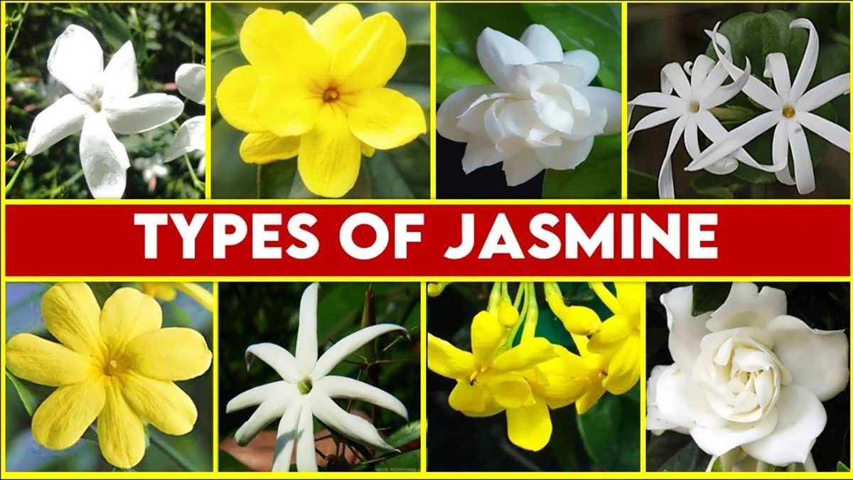 پس زمینه انواع یاس