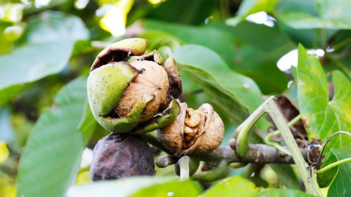 آموزش نحوه کاشت گردو