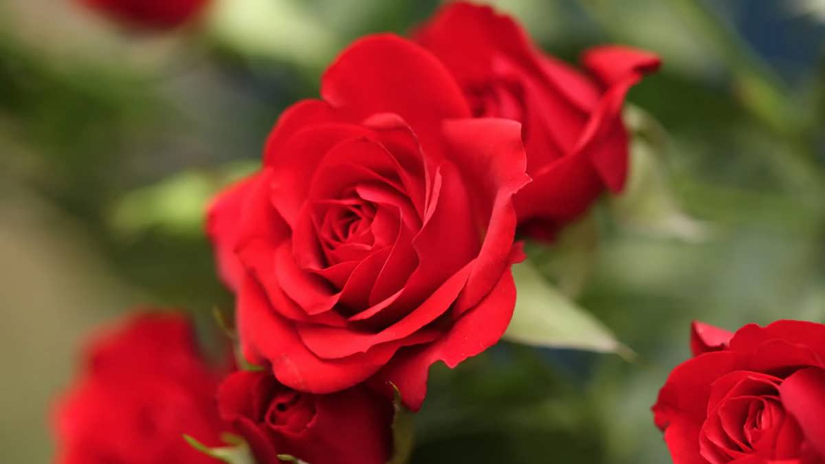 مراقبت از گل رز