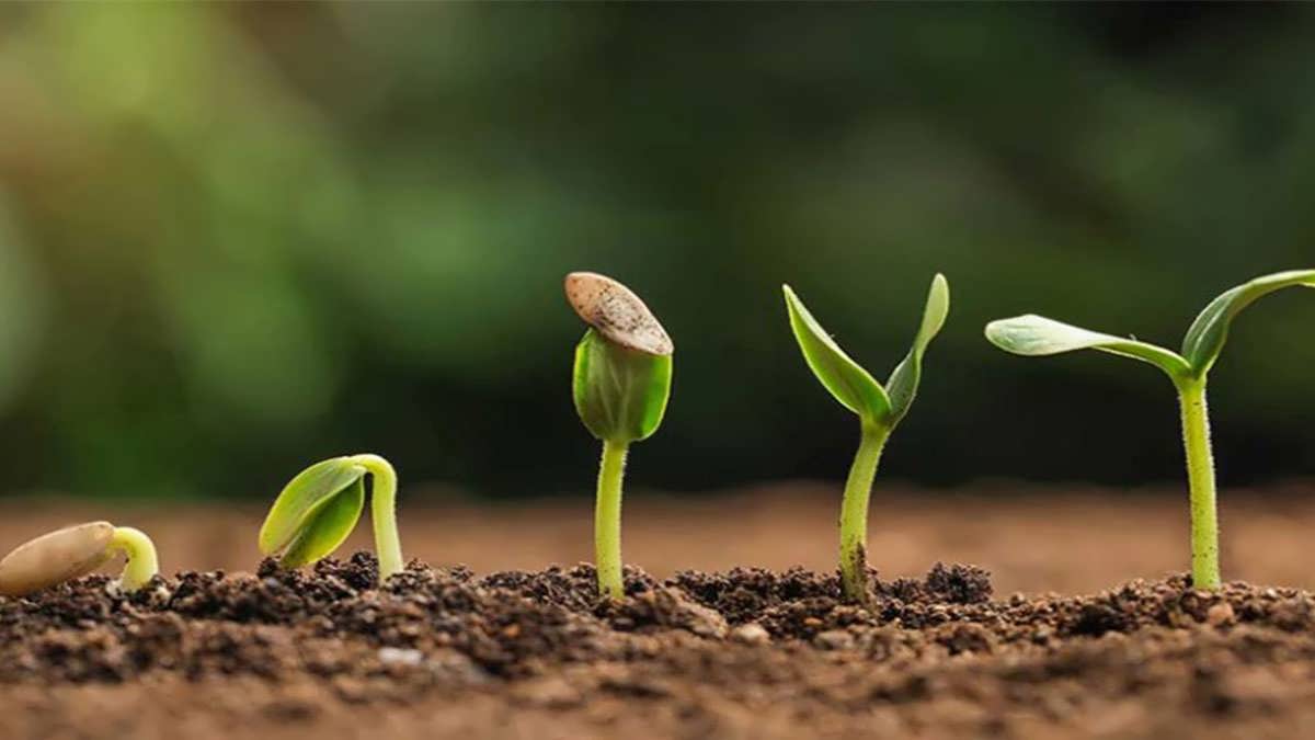 پس زمینه جوانه زنی بذر