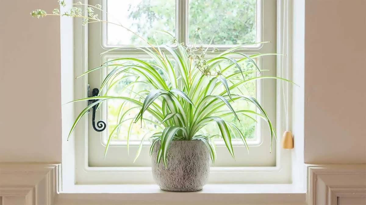 پس زمینه گیاه گندمی