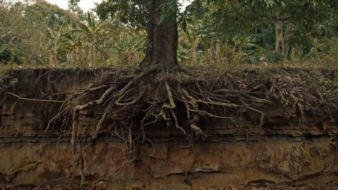 از بین بردن ریشه درخت قطع شده