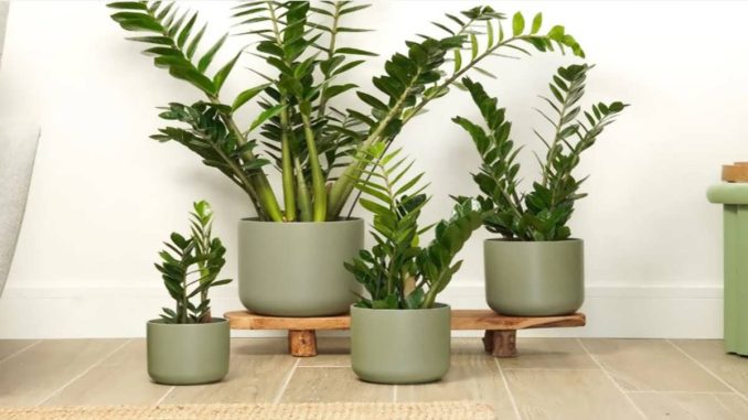 پس زمینه زاموفیلیا